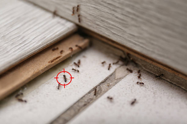 Best Pest Removal Services  in Key Largo, FL
