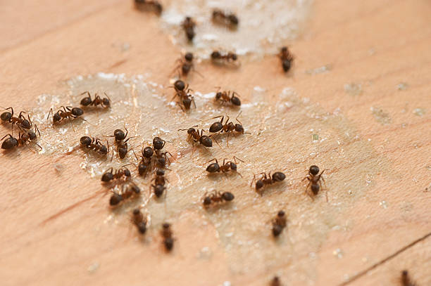  Key Largo, FL Pest Control Pros