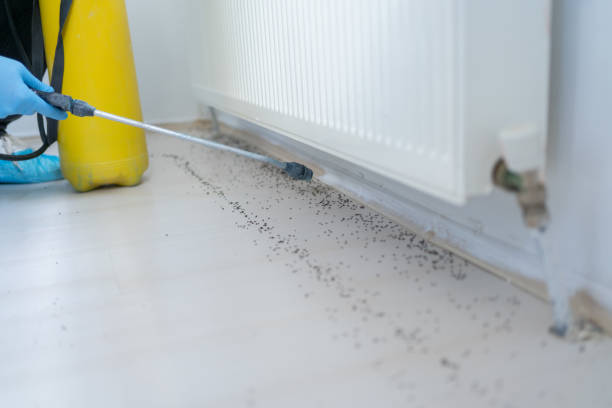 Wasp Removal Services in Key Largo, FL