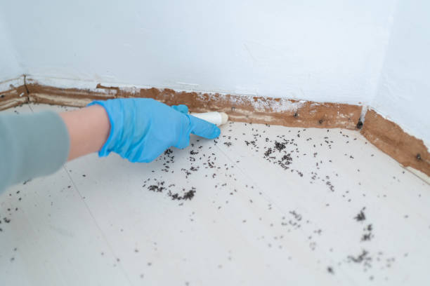Best Pest Control for Homes  in Key Largo, FL